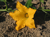 Cucurbita moschata Carrizo; fleurs-F