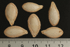 Cucurbita moschata Musquée du Népal; graines