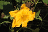 Cucurbita moschata Musquée du Népal; fleurs-M