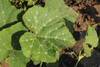 Cucurbita moschata Musquée du Népal; feuilles
