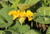 Cucurbita moschata Musquée du Népal; fleurs-M