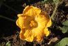 Cucurbita moschata Musquée du Népal; fleurs-F