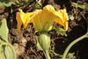 Cucurbita moschata Musquée du Népal; fleurs-F