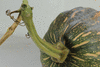 Cucurbita moschata Musquée du Népal; pedoncules