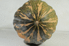 Cucurbita moschata Musquée du Népal; ombilics