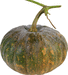 Cucurbita moschata Musquée du Népal; fruits