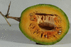 Cucurbita moschata Musquée du Népal; coupes
