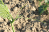 Cucurbita moschata Musquée du Népal; vrilles