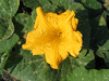 Cucurbita moschata Musque du Maroc; fleurs-M