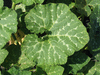Cucurbita moschata Musquée du Maroc; feuilles
