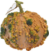 Cucurbita moschata Musquée du Maroc; fruits