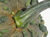 Cucurbita moschata Musquée du Maroc; pedoncules