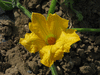 Cucurbita moschata Musquée du Maroc; fleurs-F
