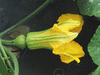 Cucurbita moschata Musquée du Maroc; fleurs-F