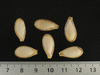 Cucurbita moschata Musquée du Maroc; graines