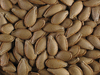 Cucurbita moschata Musquée du Maroc; graines