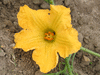 Cucurbita moschata F1 Long reach; fleurs-F