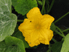 Cucurbita moschata Magdalena big cheese; fleurs-M