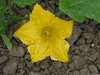 Cucurbita moschata Magdalena big cheese; fleurs-F