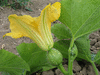 Cucurbita moschata Magdalena big cheese; fleurs-F