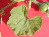 Cucurbita moschata Iron cap; feuilles