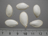 Cucurbita moschata Iron cap; graines