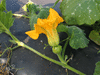 Cucurbita moschata Iron cap; fleurs-F