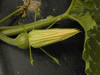 Cucurbita moschata Potkin; fleurs-F