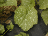 Cucurbita moschata Potkin; feuilles