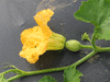 Cucurbita moschata Old fashioned tennessee vining; fleurs-F