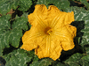 Cucurbita moschata Seminole; fleurs-M