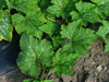 Cucurbita moschata Seminole; feuilles