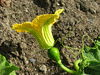 Cucurbita moschata Seminole; fleurs-F