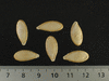 Cucurbita moschata Seminole; graines