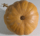 Cucurbita moschata Seminole; ombilics