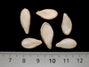 Cucurbita moschata Thai small pumpkin; graines