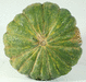 Cucurbita moschata Thai small pumpkin; ombilics