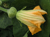 Cucurbita moschata Thai large pumpkin; fleurs-F