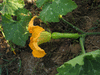 Cucurbita moschata Tahitian melon; fleurs-F