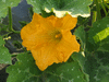 Cucurbita moschata Tahitian melon; fleurs-M