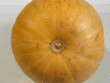 Cucurbita moschata Tahitian melon; ombilics