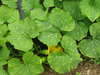 Cucurbita moschata Tahitian melon; feuilles