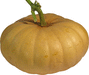 Cucurbita moschata Milk pumpkin; fruits