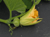Cucurbita moschata Milk pumpkin; fleurs-F