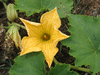 Cucurbita moschata Milk pumpkin; fleurs-M