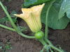 Cucurbita moschata Texas Indian; fleurs-F