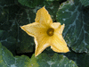 Cucurbita moschata Texas Indian; fleurs-M