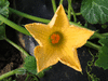 Cucurbita moschata Texas Indian; fleurs-F