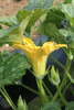 Cucurbita moschata Texas Indian; fleurs-M