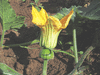 Cucurbita moschata Yokohama; fleurs-F